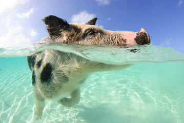 Over-under of spotted pig swimming in the Bahamas