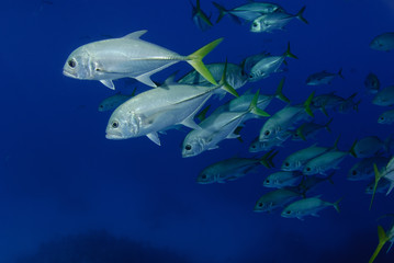School of fish swimming in deep blue open ocean