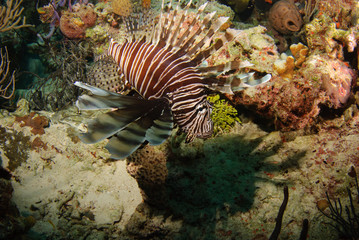 Naklejka na ściany i meble Invasive Lionfish posing above Caribbean coral reef