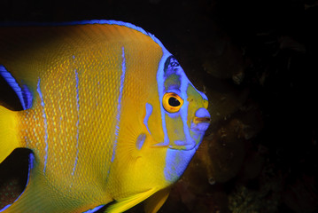Close up of bright yellow and blue Queen Angelfish intermediate 