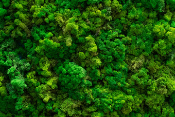 Forest Moss. Floral green background.