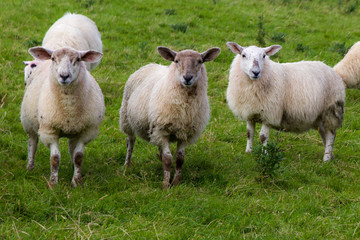Naklejka na ściany i meble Group of Sheep in Field, Donegal