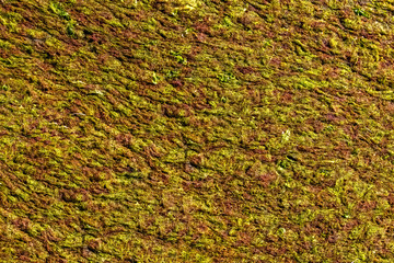 Background, texture of brown green seaweed.
