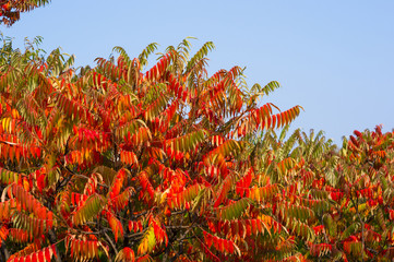 Autumn red and yellow colors of the Rhus typhina, Staghorn sumac, Anacardiaceae, leaves of sumac on blue sky.