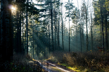 Obraz premium Lichtstraheln im Wald