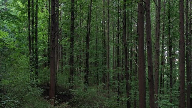 a drone-shot image of the forests of Metasequoia