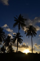 palm trees at sunset