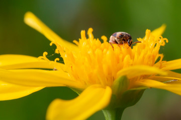 fotografia macro de pequeño insecto sobre flor amarilla con fondo verde