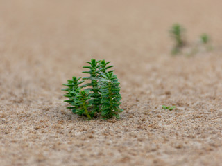 sandy beach, seaside, desert plants