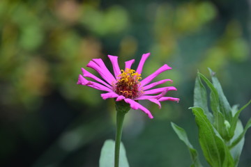 purple flower