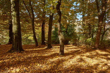 Fototapeta premium Autumn landscapes in a city park