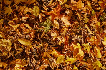 Yellow fallen foliage