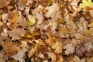 Fallen maple leaves