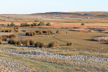 Fototapeta premium bales of hay in a field