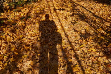 The shadow of a man on the background of fallen leaves