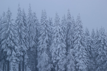 Nadelwald im Winter