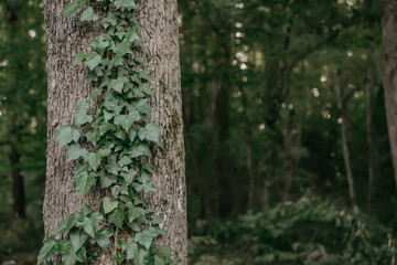 Fototapeta premium tree in the forest
