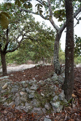 RESTOS ARQUEOLOGICOS