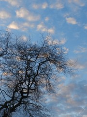 Tree on Blue sky with pink clouds