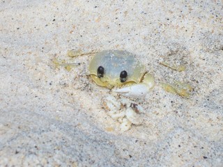 crab on beach