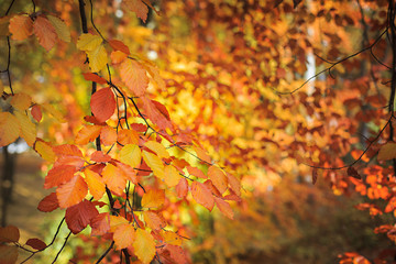 Yellow-orange autumn foliage close-up.