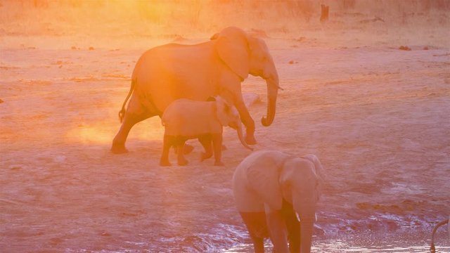 African elephant Mother and Calf walking in the golden hour, Hwange National Park Zimbabwe
