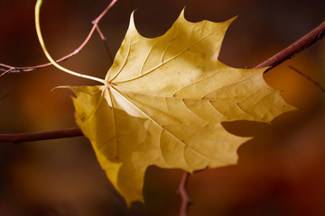 Yellow maple leaf closeup. Shallow depth of field.