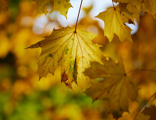 Yellow maple leaf closeup. Shallow depth of field.