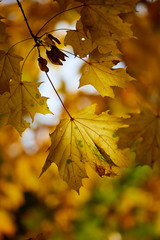 Yellow maple leaf closeup. Shallow depth of field.