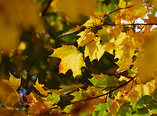 Yellow maple leaves