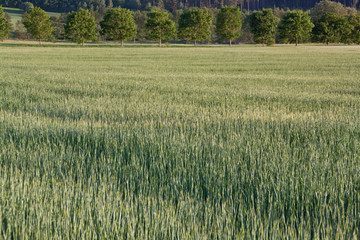 Getreidefeld
