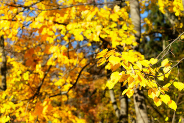 Vibrant fall foliage
