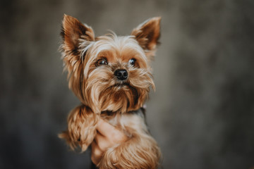 Yorkshire Terrier dog on a gray background