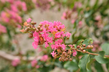 Pink flowers on the tree