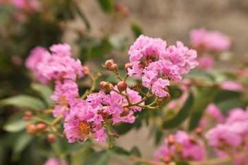 Pink flowers on the tree