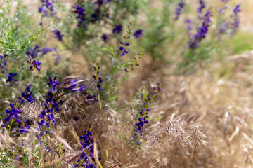 Bumble Bee in Purple Flower