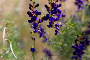 Bumble Bee in Purple Flower