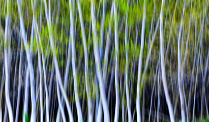 Art in Nature Photography. Panning photography. Forest background.