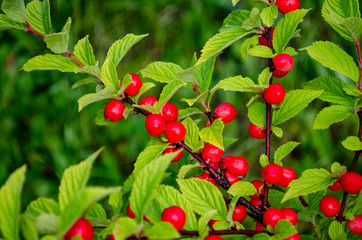 red Nanking Bush Cherry in a garden. Prunus tomentosa
