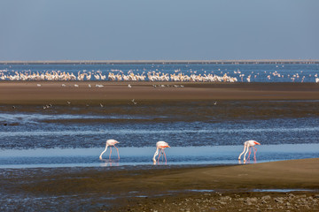 flock of beautiful bird Rosy Flamingo, big colony in Walvis Bay reservation, Namibia, Africa Safari wildlife