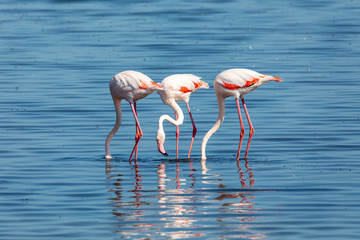 beautiful bird Rosy Flamingo feeding in shallow water, big colony in Walvis Bay reservation, Namibia, Africa Safari wildlife