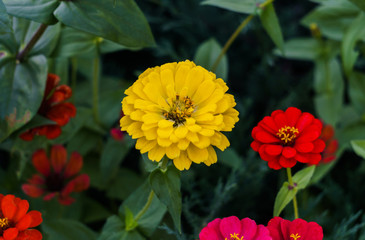 blooming multi-colored flowers of zinnia on the background of green leaves on a sunny day.