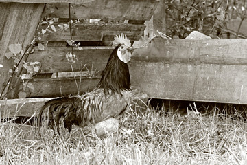Vorwerkhuhn (Hahn) / Haushuhn - Vorwerk chicken