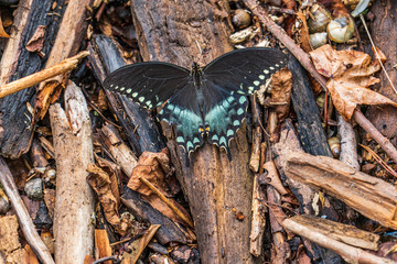 butterfly