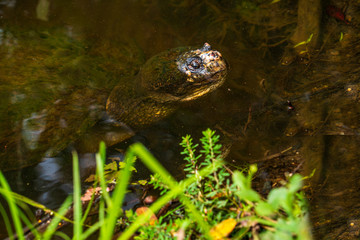 Turtle in pond