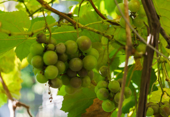 Ripe plants of white wine in the vineyard. New crop close-up.