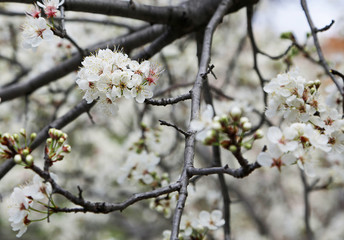 Pear tree branch with white blossom