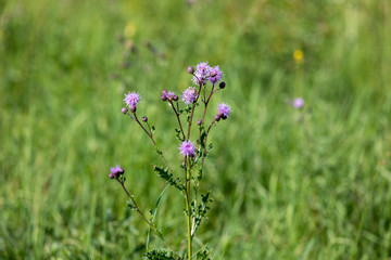Flower of milk thistle (Silybum marianum) in a summer garden