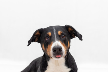 dog sticking out the tongue on a white background
