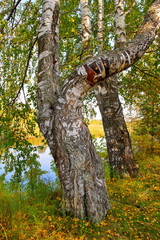 Autumn landscape on the banks of a forest river on a sunny warm day.